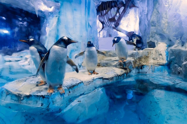 Dubai Aquarium Underwater Penguin Zoo